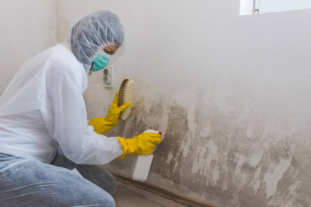 Best Biohazard Mold Removal  in Kensington, CT