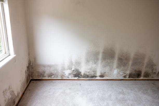 Trusted Kensington, CT Mold Inspection, Removal & Remediation Experts